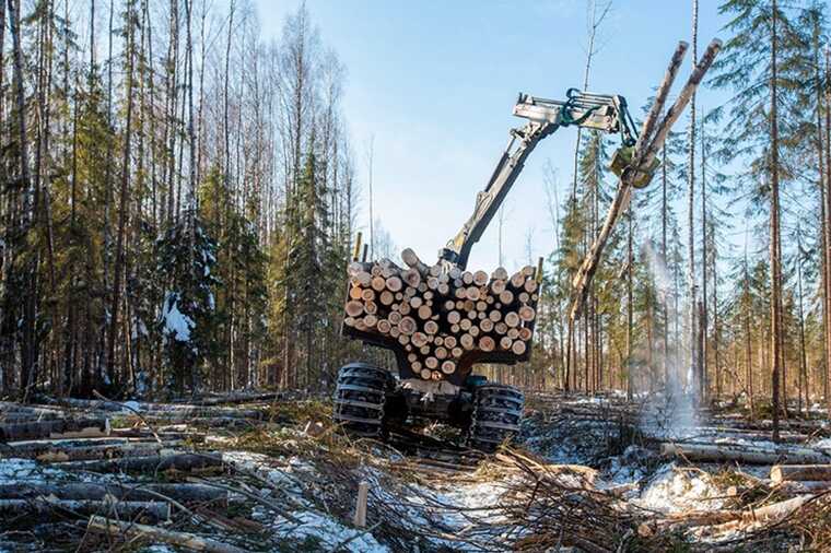 «Сегежа Групп» продолжает уничтожать редкие леса, несмотря на экологические декларации